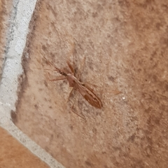 Nagusta goedelii