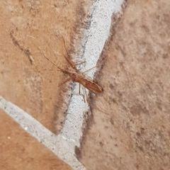 Nagusta goedelii