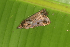 Bardaxima hippioides