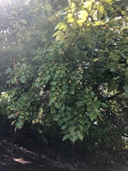 Ulmus americana