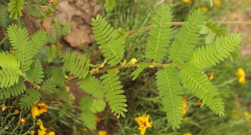 Chamaecrista nictitans var. leptadenia