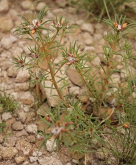 Portulaca suffrutescens