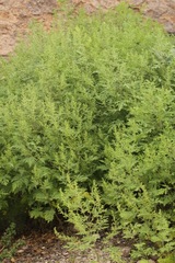 Hedosyne ambrosiifolia