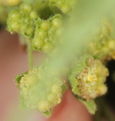 Hedosyne ambrosiifolia