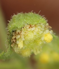 Hedosyne ambrosiifolia