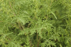 Hedosyne ambrosiifolia