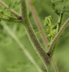 Hedosyne ambrosiifolia