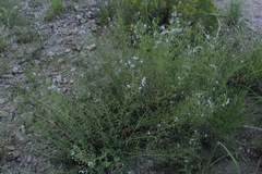 Trichostema arizonicum