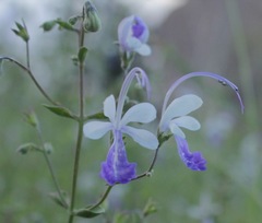 Trichostema arizonicum
