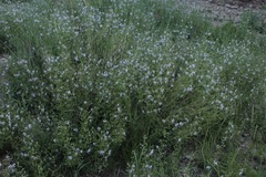 Trichostema arizonicum
