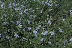 Trichostema arizonicum