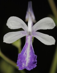 Trichostema arizonicum