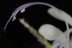Trichostema arizonicum