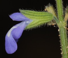Salvia subincisa