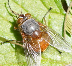 Calliphora nigrithorax