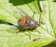Calliphora nigrithorax