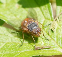 Calliphora nigrithorax