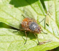 Calliphora nigrithorax