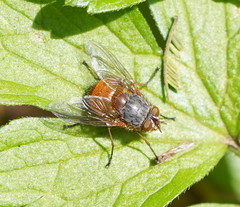Calliphora nigrithorax