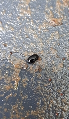 Dactylosternum abdominale