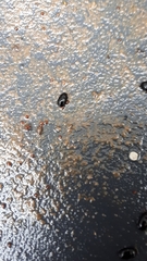 Dactylosternum abdominale