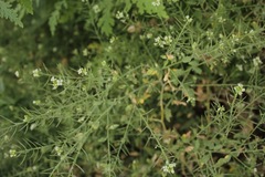 Halimolobos diffusus