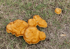 Trichoderma nothescens