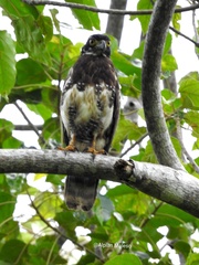 Spilornis rufipectus sulaensis