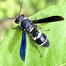 Grand Mason Wasp - Photo (c) jmcpeak111, some rights reserved (CC BY-NC)