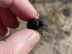 Philolithus sordidus