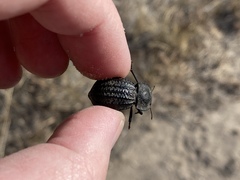 Philolithus sordidus