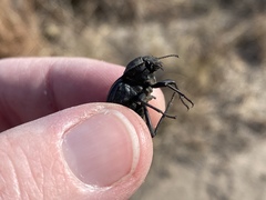 Philolithus sordidus