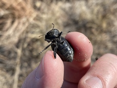 Philolithus sordidus