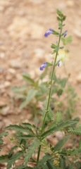 Salvia subincisa