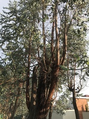 Luma apiculata