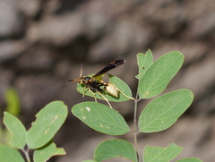 Mischocyttarus navajo