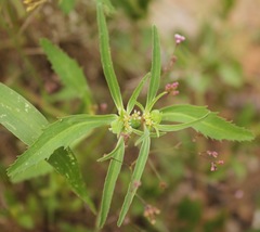 Euphorbia exstipulata