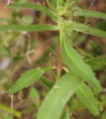 Euphorbia exstipulata