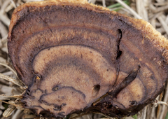 Trichoderma nothescens