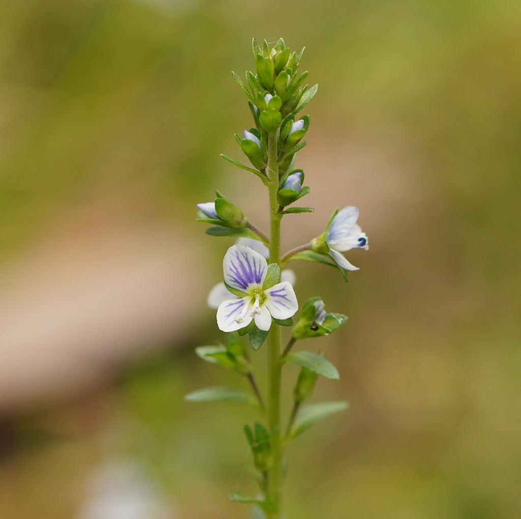 Vic Speedwell thyme-leaved speedwell from Sassafras Creek Reserve, Monbulk VIC AU on ...