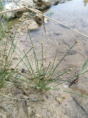 Eleocharis geniculata