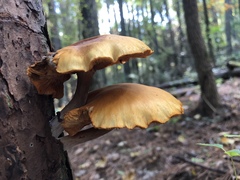 Gymnopilus voitkii