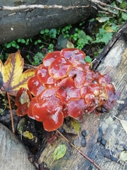 Fungi