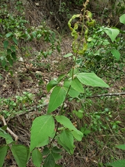 Desmodium lindheimeri