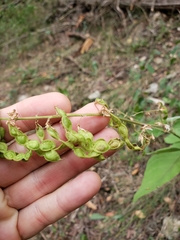 Desmodium lindheimeri