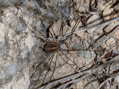 Cosmobunus granarius