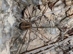 Cosmobunus granarius