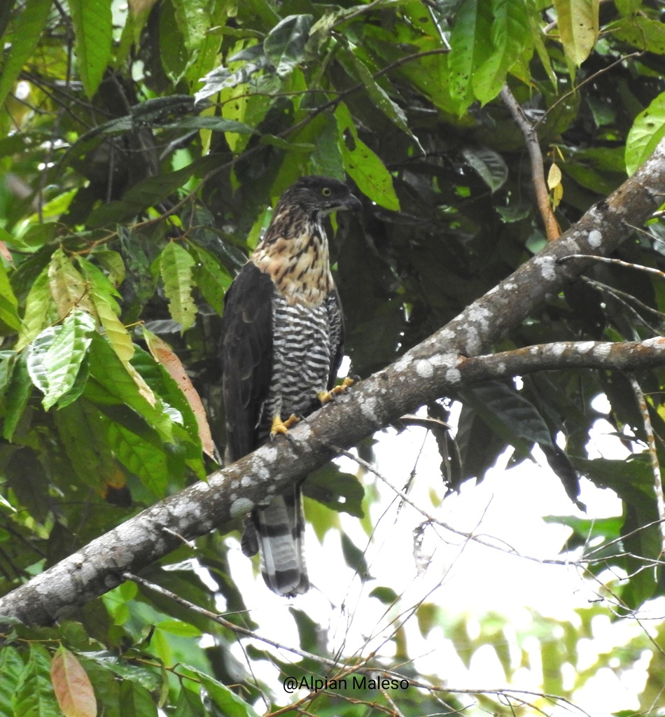 Sulawesi Honey-buzzard