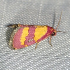 Phoenicophanta bicolor