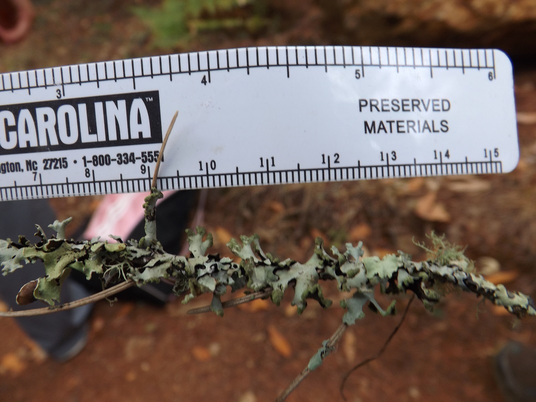 Hypotrachyna revoluta image